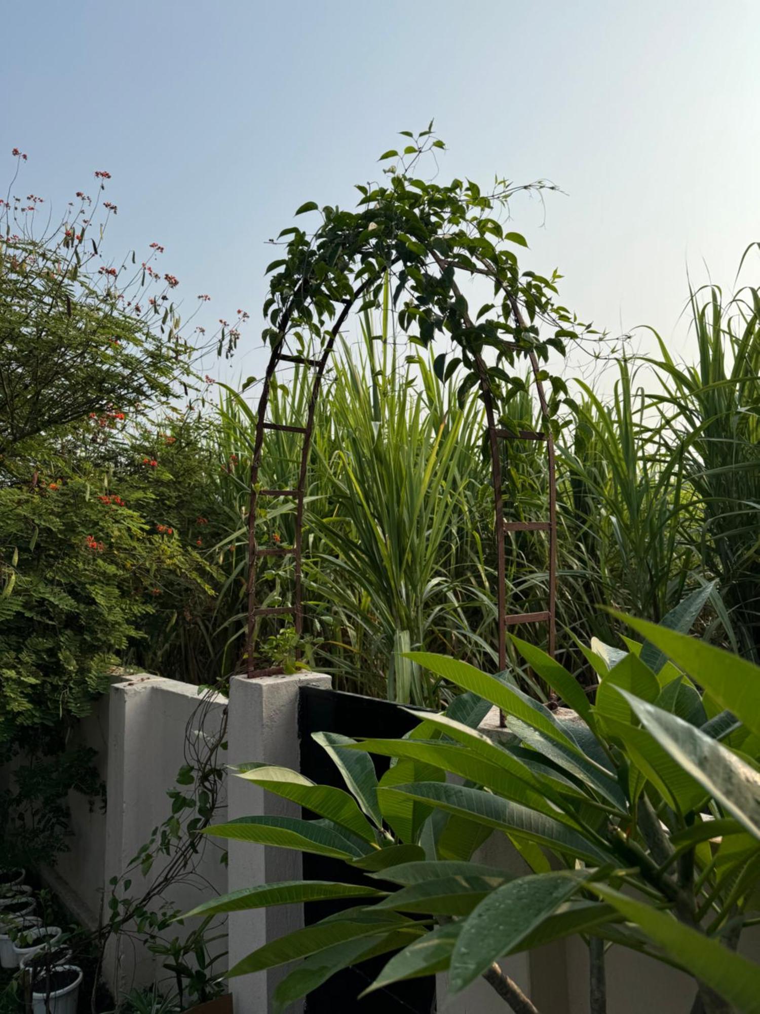 The Bougainvillea Cottage Farmstay Near Dehradun , 2 Bedroom Private Cottage Next To Fields And Orchards With Hill Views Ngoại thất bức ảnh
