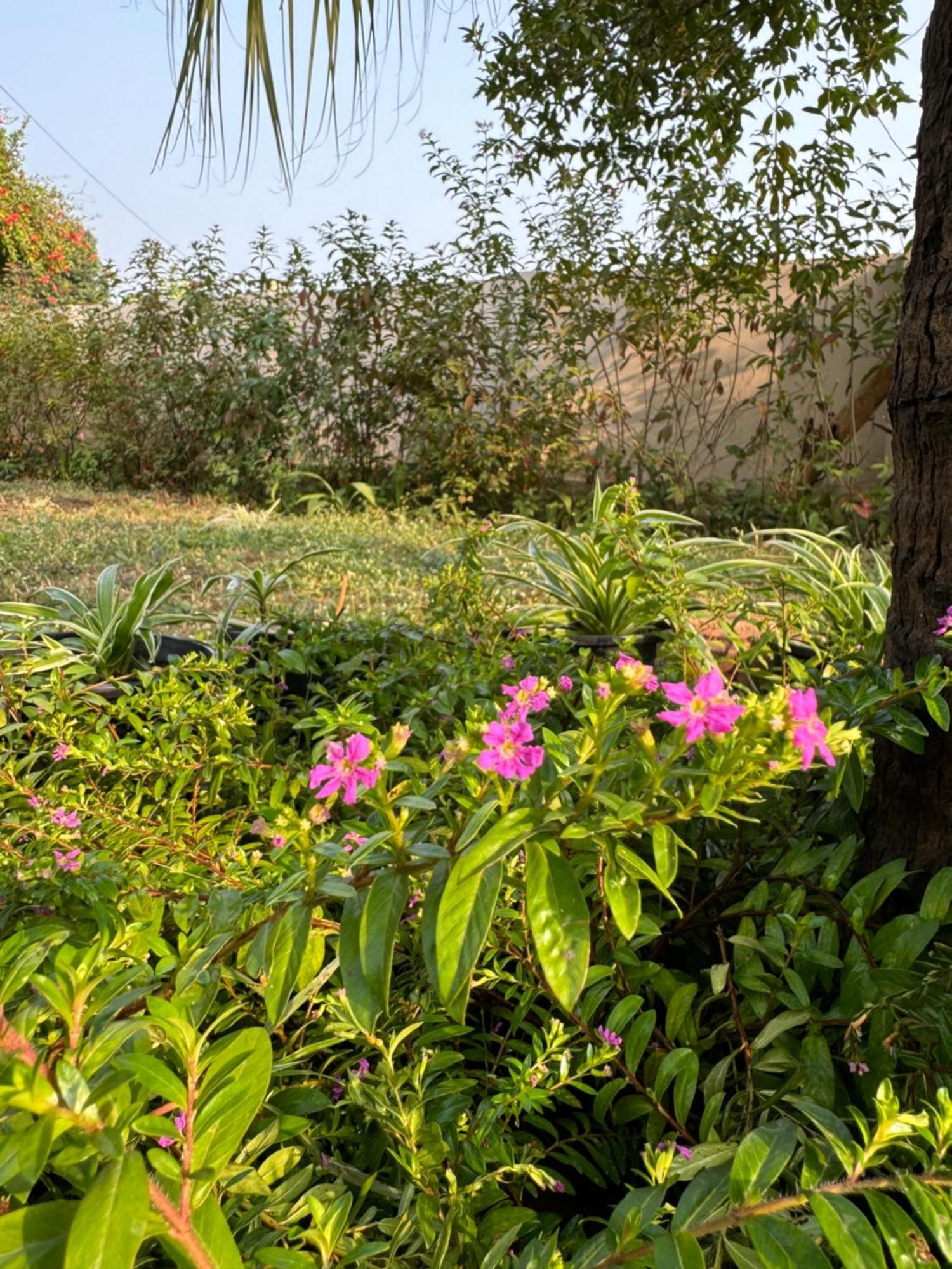 The Bougainvillea Cottage Farmstay Near Dehradun , 2 Bedroom Private Cottage Next To Fields And Orchards With Hill Views Ngoại thất bức ảnh