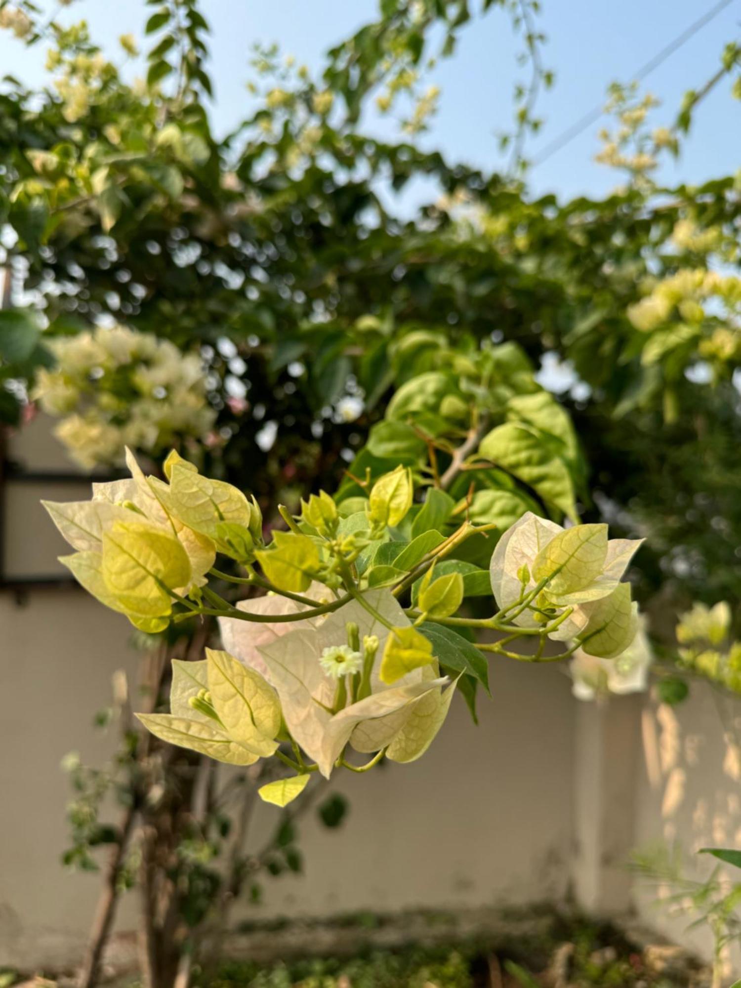 The Bougainvillea Cottage Farmstay Near Dehradun , 2 Bedroom Private Cottage Next To Fields And Orchards With Hill Views Ngoại thất bức ảnh